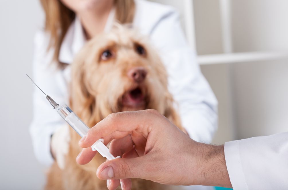 how is canine hepatitis transmitted