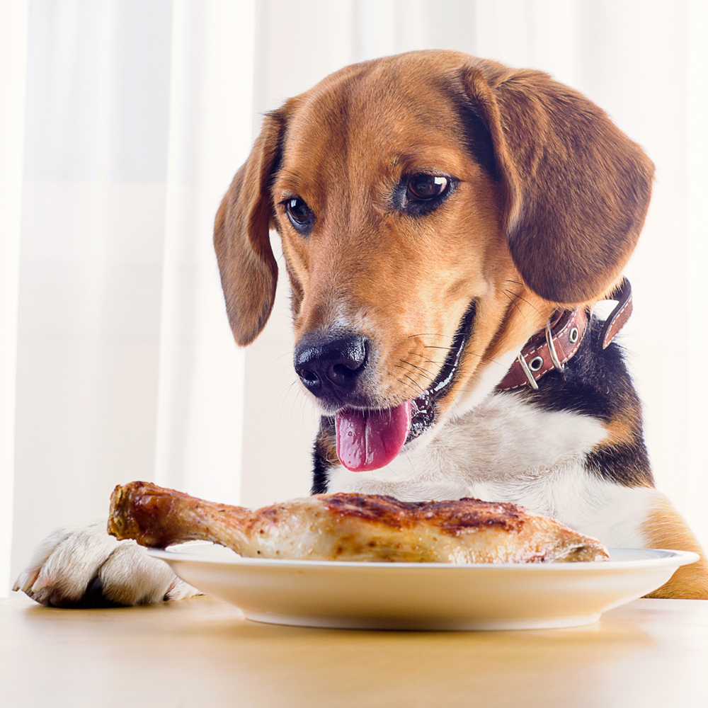 dog food high in omega fatty acids